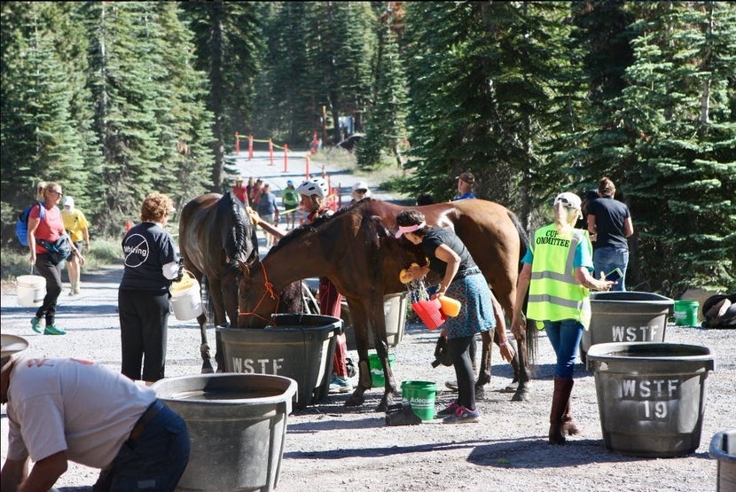 Group of riders and vets watering horses while sponging them down. 